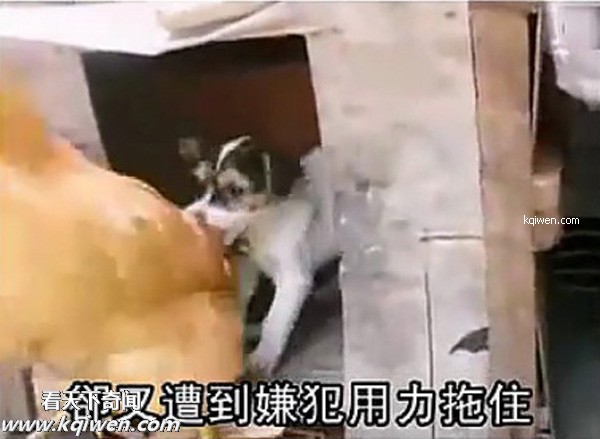 ��ɫС�������컯�����Ｆ(��ͼ)